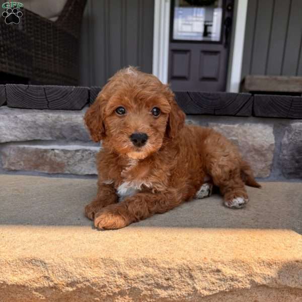 Becks, Mini Goldendoodle Puppy